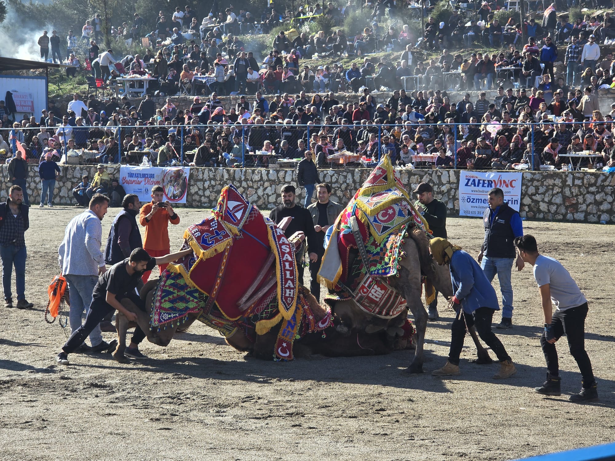 bodrum geleneksel deve güreşleri kızılağaç arenada başladı